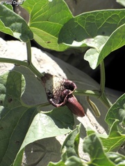 Aristolochia scabridula
