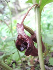 Aristolochia scabridula