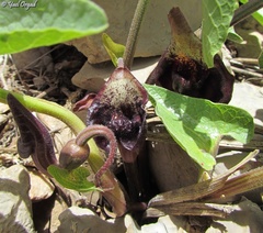 Aristolochia scabridula