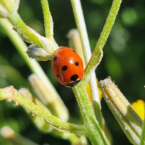 Seven-spotted Lady Beetle