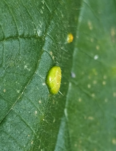 Nettle Clustercup Rust fungus