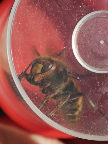 European Hornet
