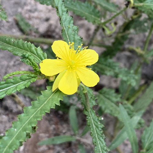 Corchorus asplenifolius image