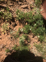 Spermolepis echinata