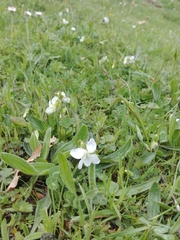 Viola canina