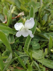 Viola canina