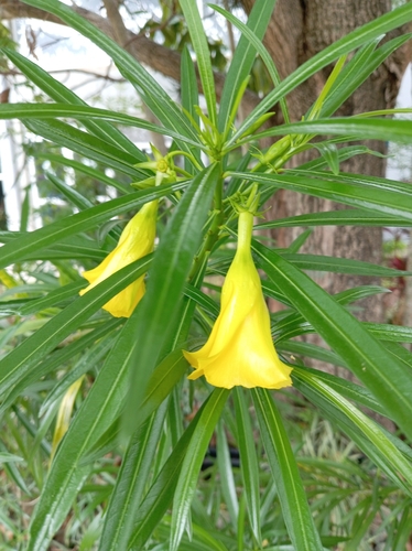 Thevetia peruviana - Whole tree