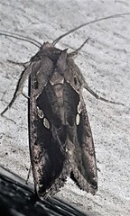 Chrysodeixis subsidens