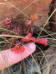 Streptocarpus dunnii