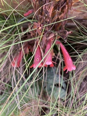 Streptocarpus dunnii