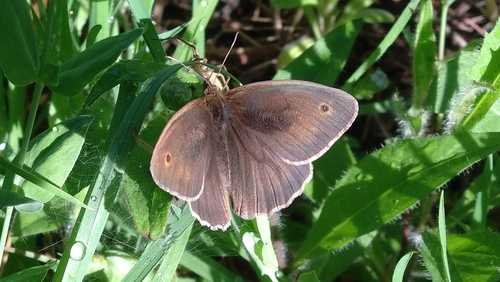 Meadow Brown