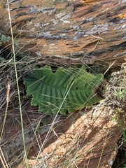 Streptocarpus dunnii