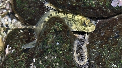 Lumphead Blenny photo 2