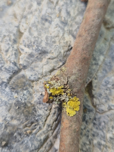 Common Sunburst Lichen