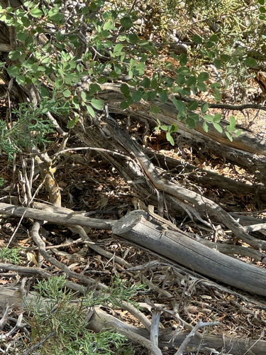Common Sagebrush Lizard