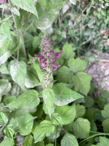 hedge woundwort
