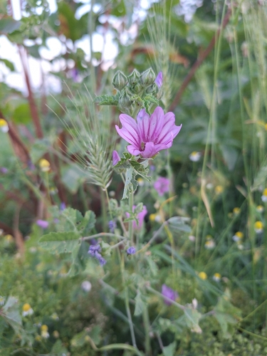 Common Mallow