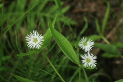 Stellaria radians
