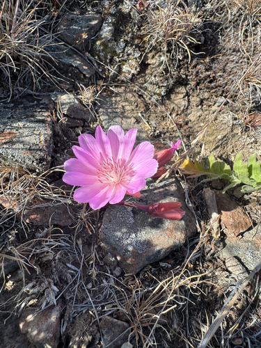 Bitterroot