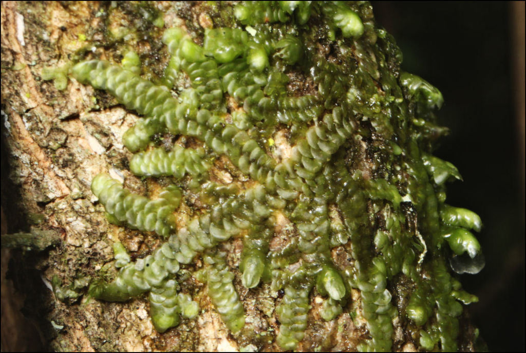 Frullania clavata