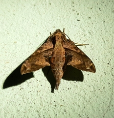 Eupanacra elegantulus