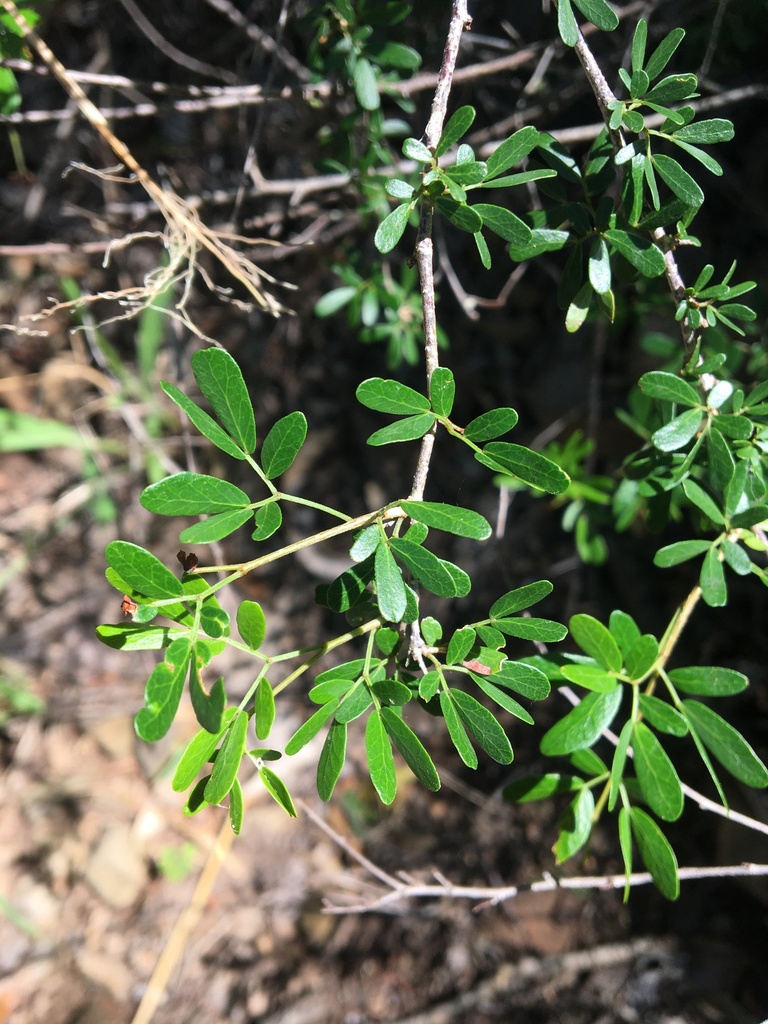 Heliodendron thozetianum