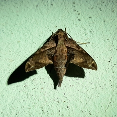 Eupanacra elegantulus