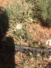 Chaetopappa ericoides