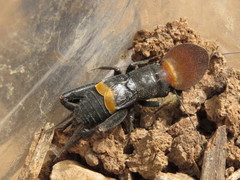 Sciobia caliendra
