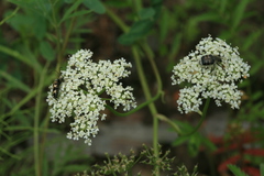 Seseli seseloides