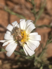 Chaetopappa ericoides