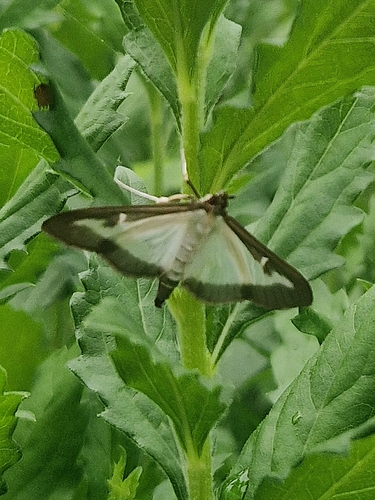 Box Tree Moth
