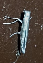 Epicephala acrobaphes