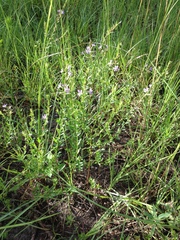 Lythrum alatum lanceolatum