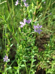 Lythrum alatum lanceolatum
