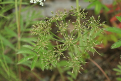 Seseli seseloides