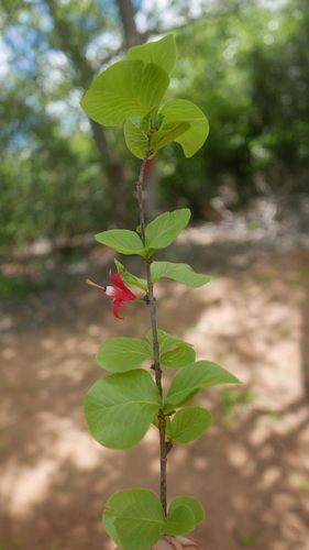 Turraea boivinii