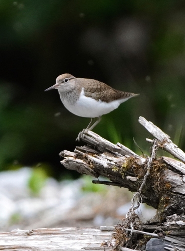 Common Sandpiper