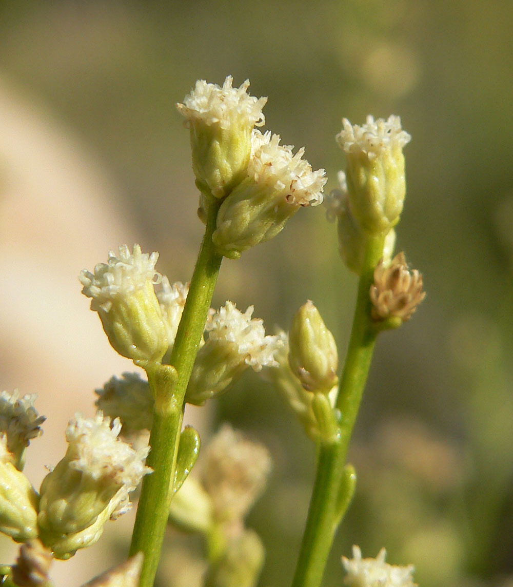 Baccharis sergiloides