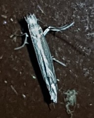 Epicephala acrobaphes