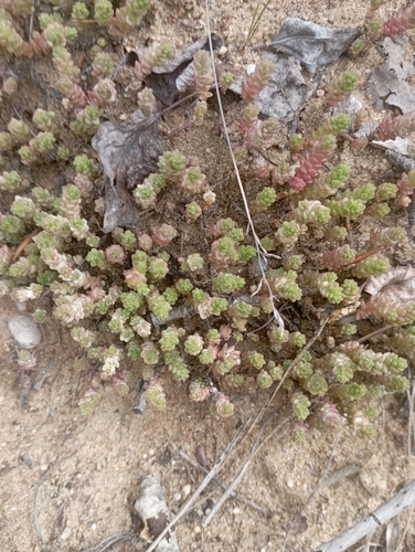 Наблюдение на iNaturalist