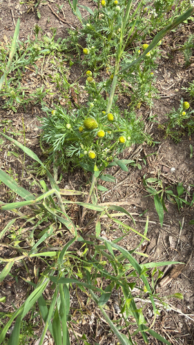 pineapple-weed