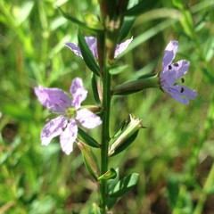 Lythrum alatum lanceolatum