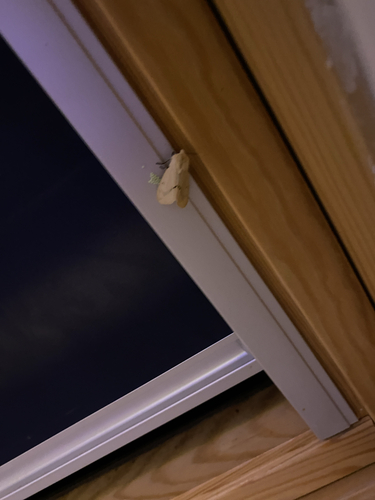 Buff Ermine