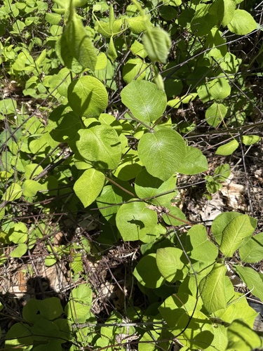 hairy honeysuckle