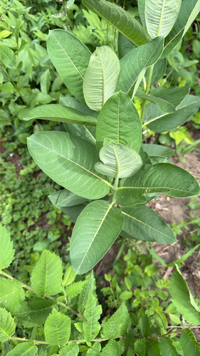 common milkweed
