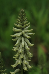 Astragalus uliginosus