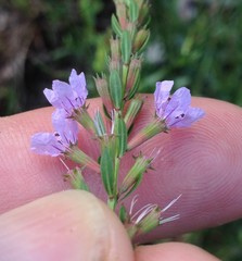 Lythrum alatum lanceolatum