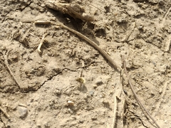 Bombylius fimbriatus