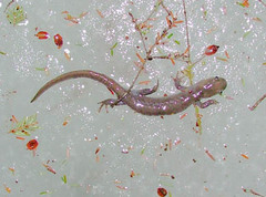 Ambystoma jeffersonianum